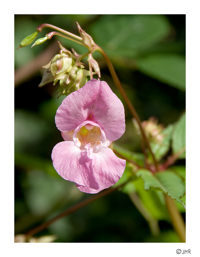 Impatiens glandulifera