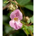 Impatiens glandulifera