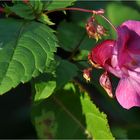 Impatiens glandulifera