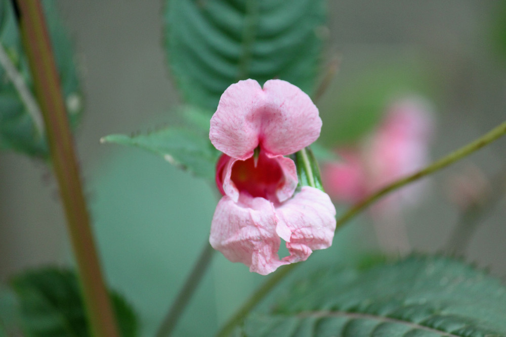 Impatiens glandulifera / Drüsiges Springkraut