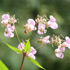 "Impatiens glandulifera", "Drüsiges Springkraut" / "Indisches Springkraut"