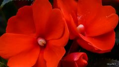 Impatiens hawkeri (Fleißiges Lieschen)