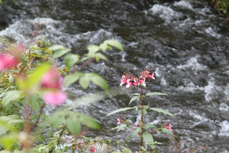 Impatiens im Bachlauf