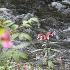 Impatiens im Bachlauf