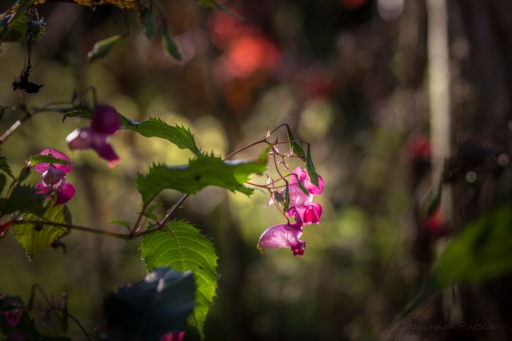 Impatiens, ou balsamine de l'himalaya