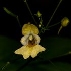 Impatiens parviflora