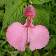 Impatiens Stuhlmannii