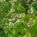 Impatiens sylvicola