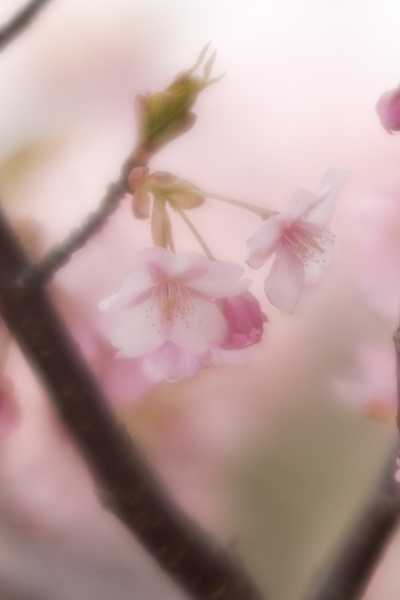 Impatient Flowers of Spring