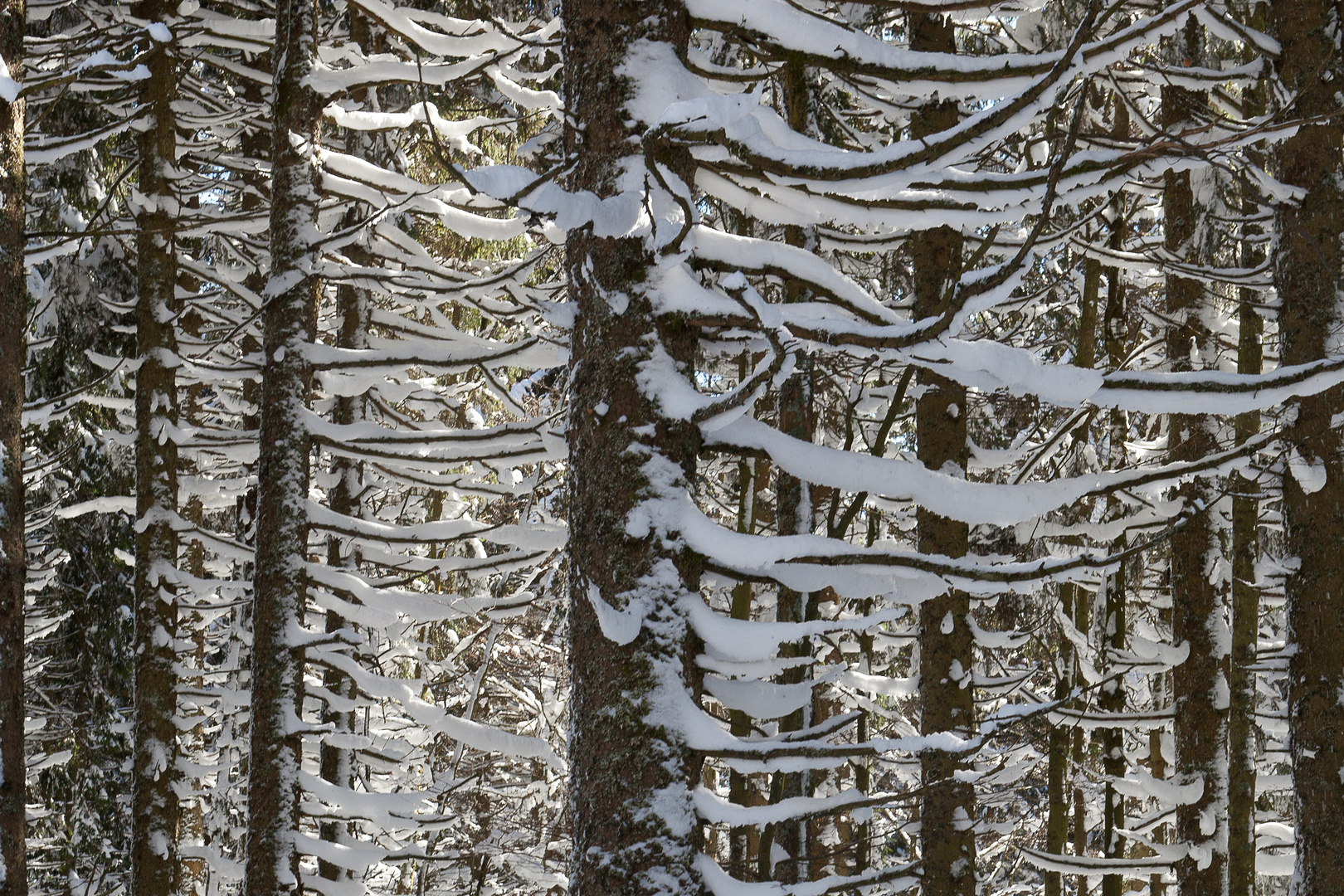 Impénétrable forêt