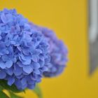 Impera el azul hortensia