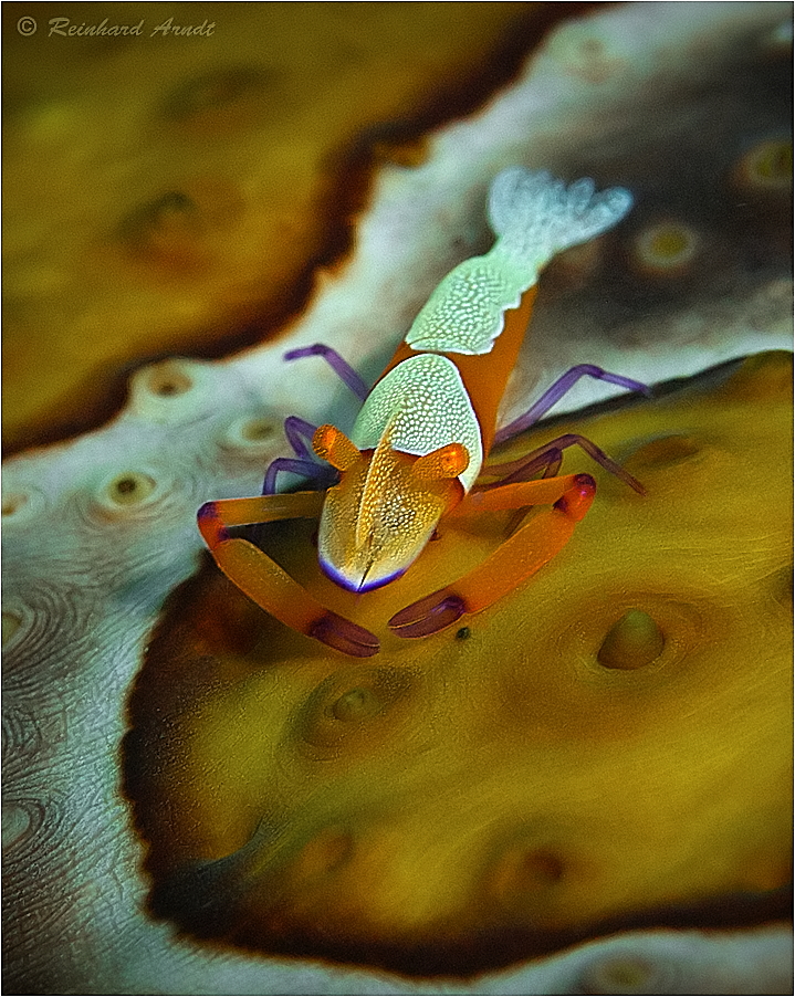 Imperator Foto & Bild fotos, world, asien Bilder auf