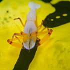 Imperator Garnele auf Bananen Nacktschnecke