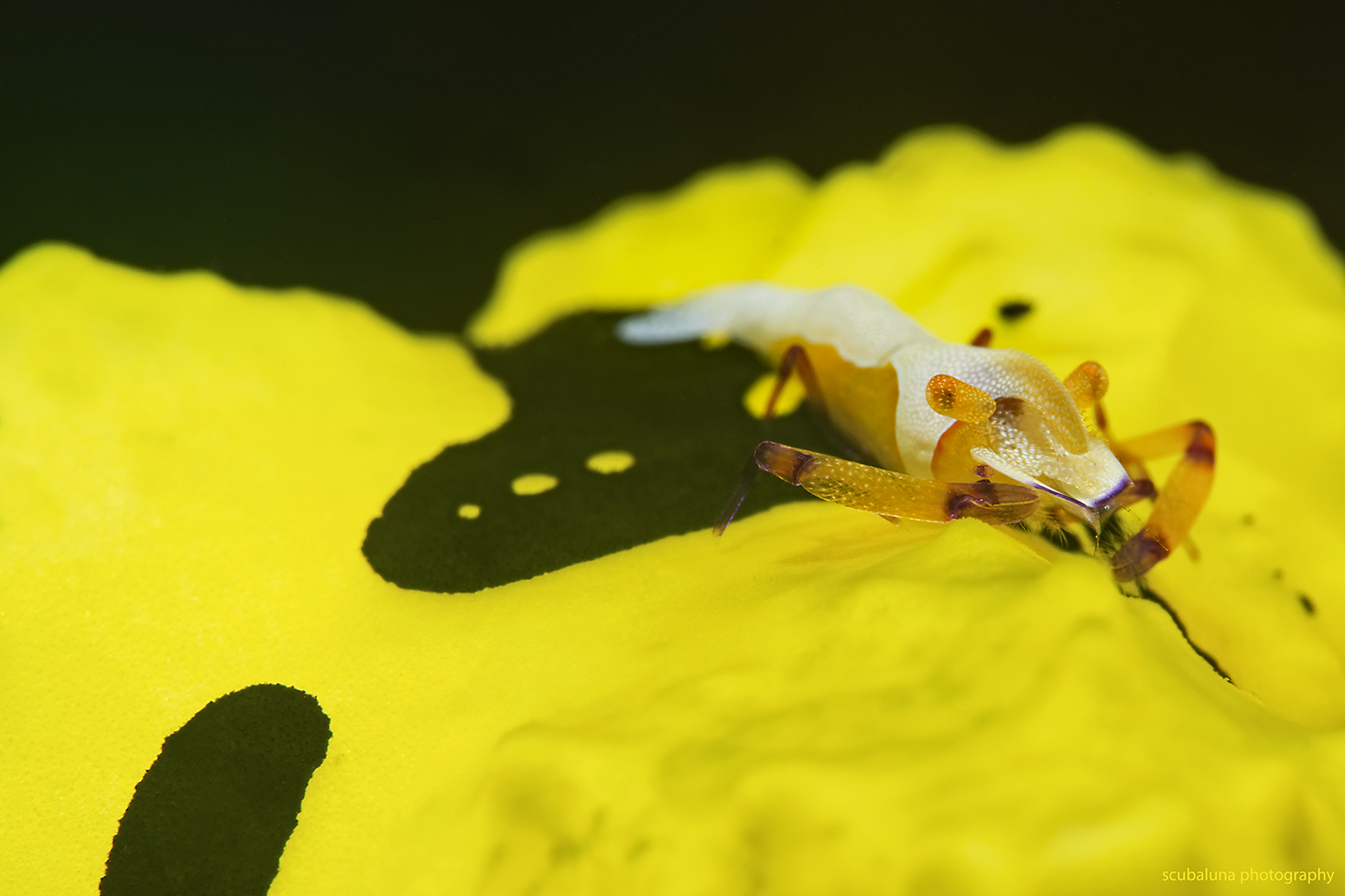 Imperator Garnele auf Bananen Nacktschnecke