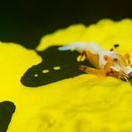 Imperator Garnele auf Bananen Nacktschnecke