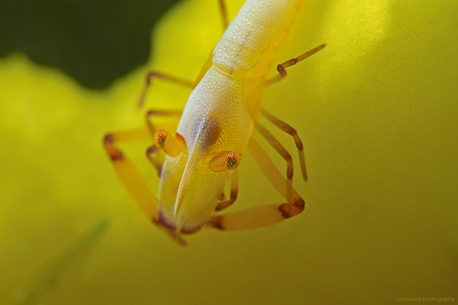 Imperator Garnele auf Bananen Nacktschnecke