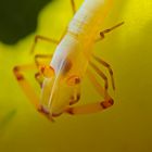 Imperator Garnele auf Bananen Nacktschnecke