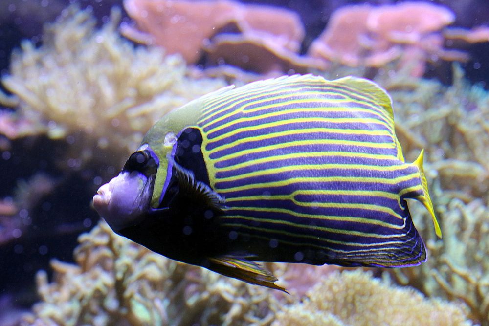 Imperator Kaiserfisch