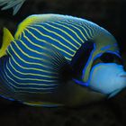 Imperator-Kaiserfisch (Pomacanthus imperator)