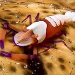 Imperator-Partnergarnele auf einer Seewalze-Emperor Shrimp on Sea Cucumber - Periclimenes imperator