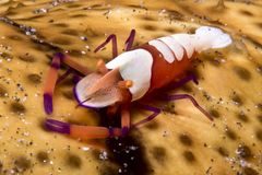 Imperator-Partnergarnele auf einer Seewalze-Emperor Shrimp on Sea Cucumber - Periclimenes imperator