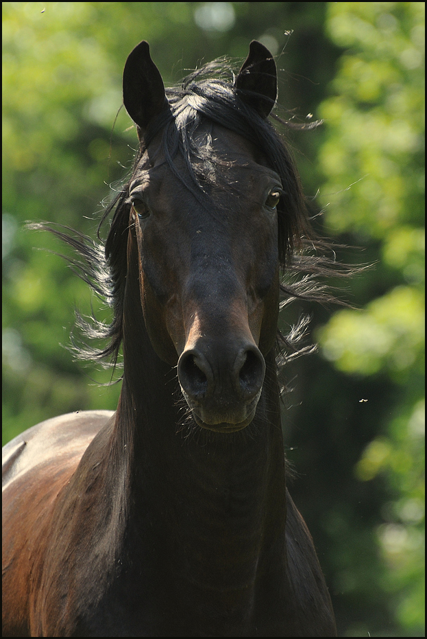 Imperator Portrait