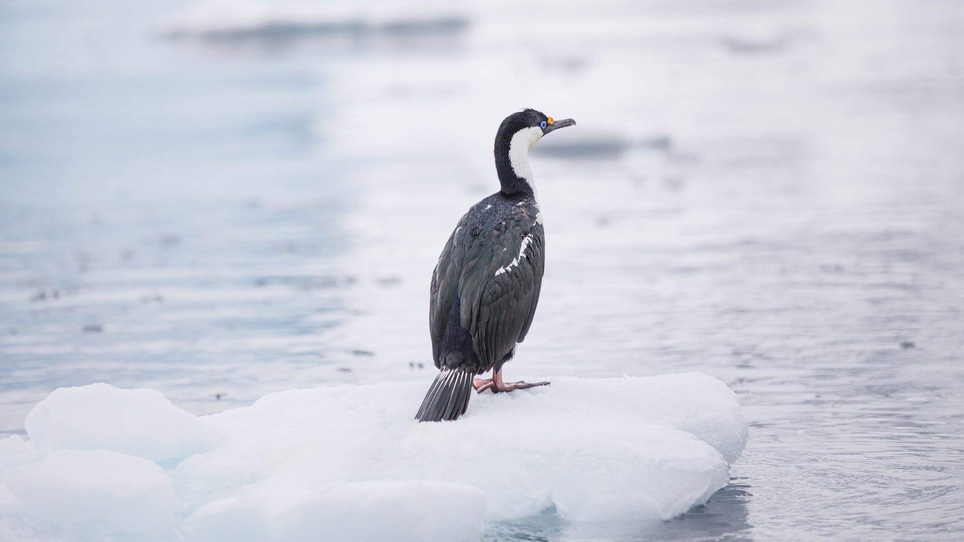 Imperial cormorant, Antarctica