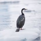 Imperial cormorant, Antarctica