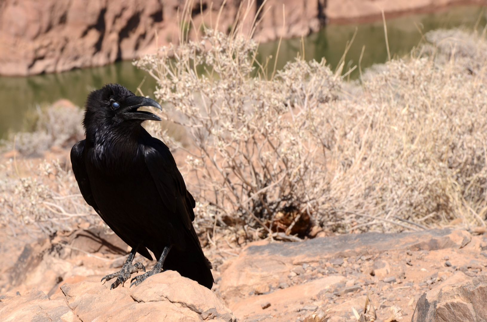 Imperial crow of the Grand Canyon Nevada_2011