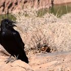 Imperial crow of the Grand Canyon Nevada_2011