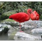 Impessionen im Tierpark Hellabrunn