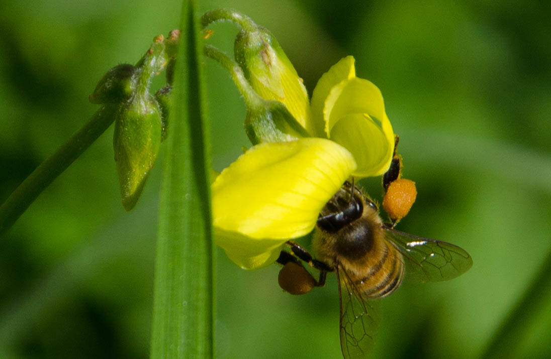 Impollinamento