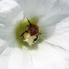 Impollinami!