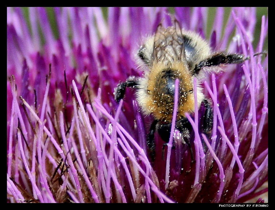 Impollinata