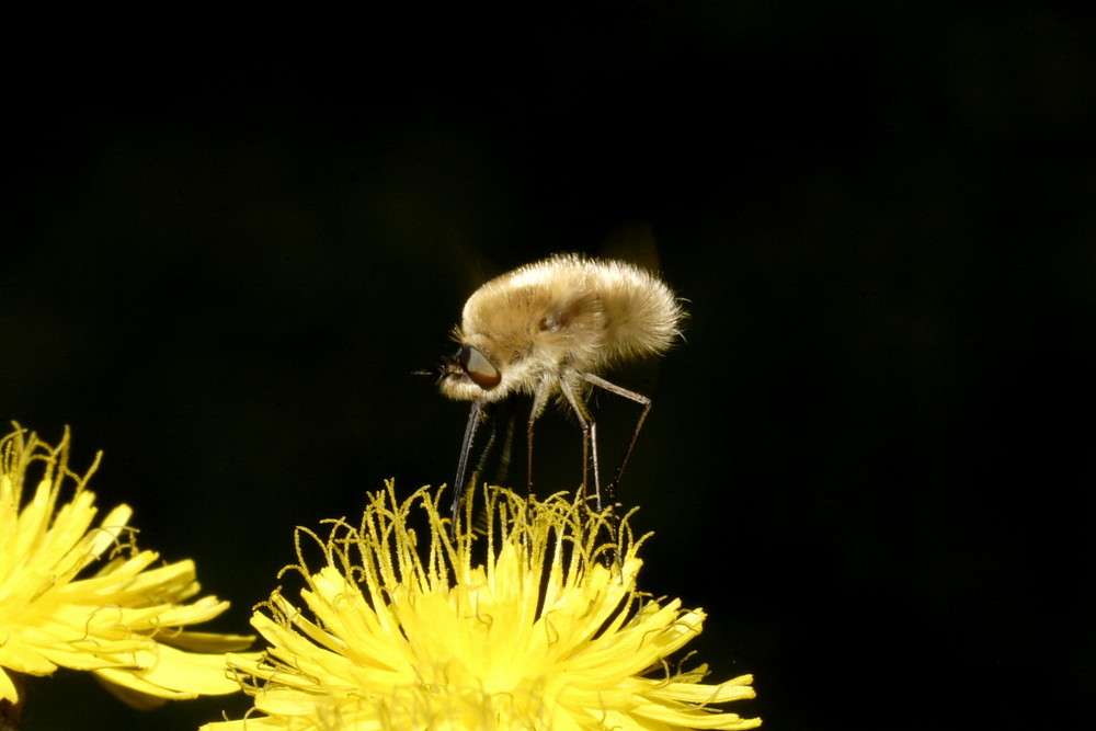 impollinazione