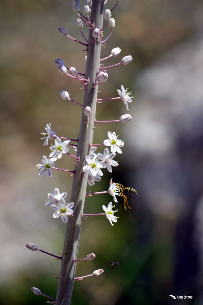 impollinazione