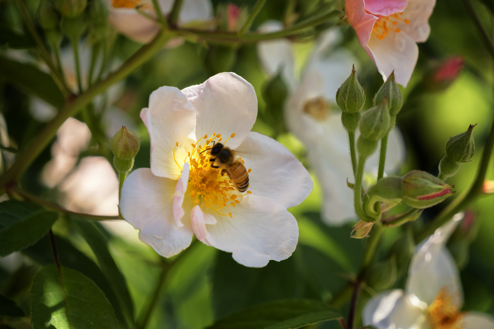 Impollinazione