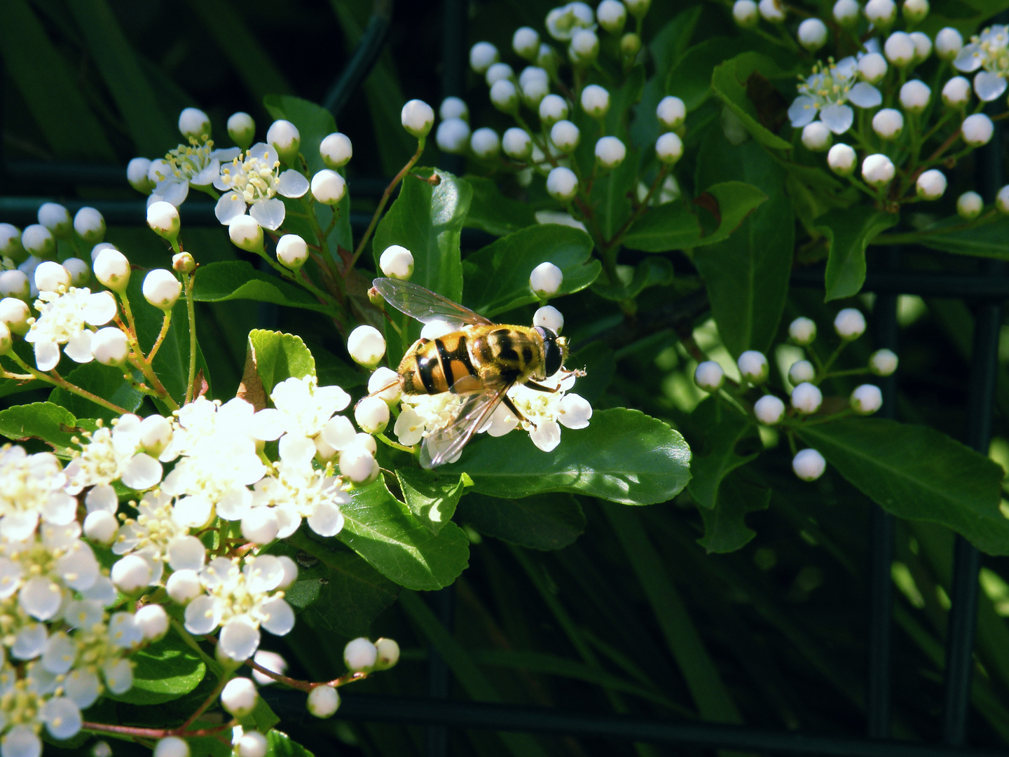 impollinazione