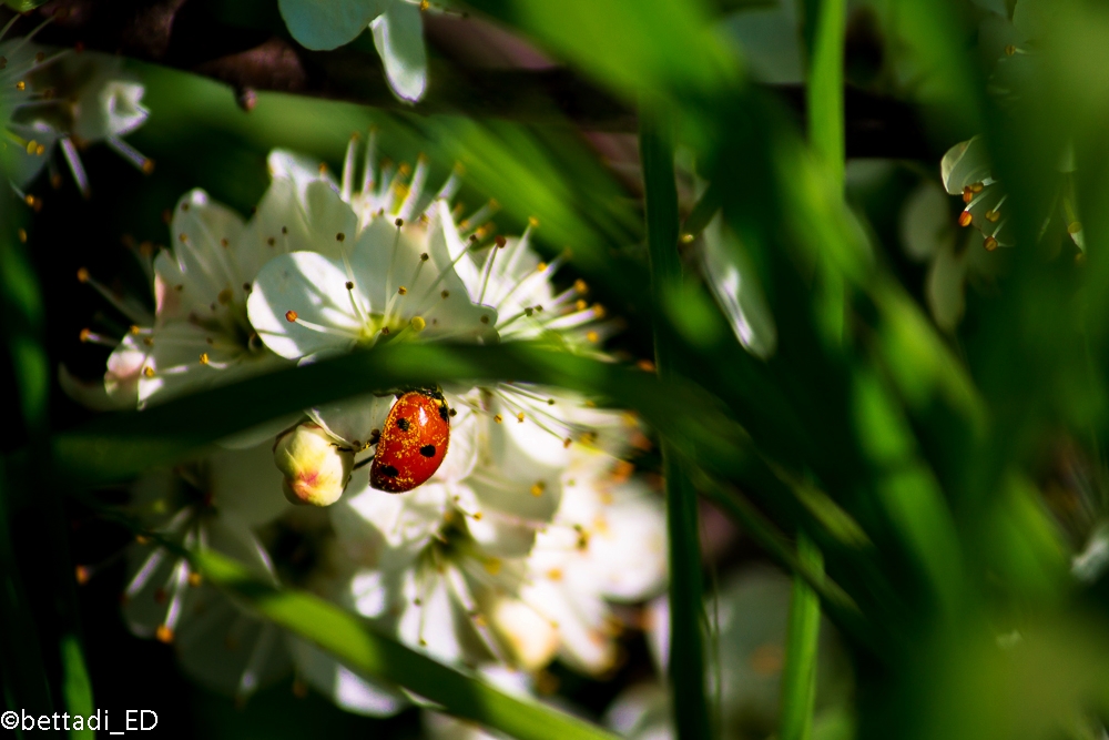 Impollinazione