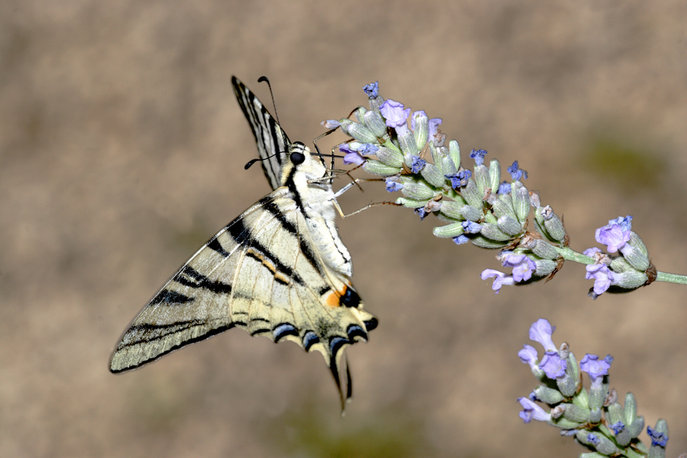 Impollinazione