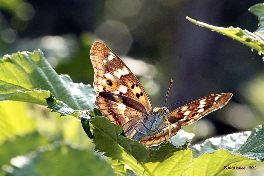 Impollinazione