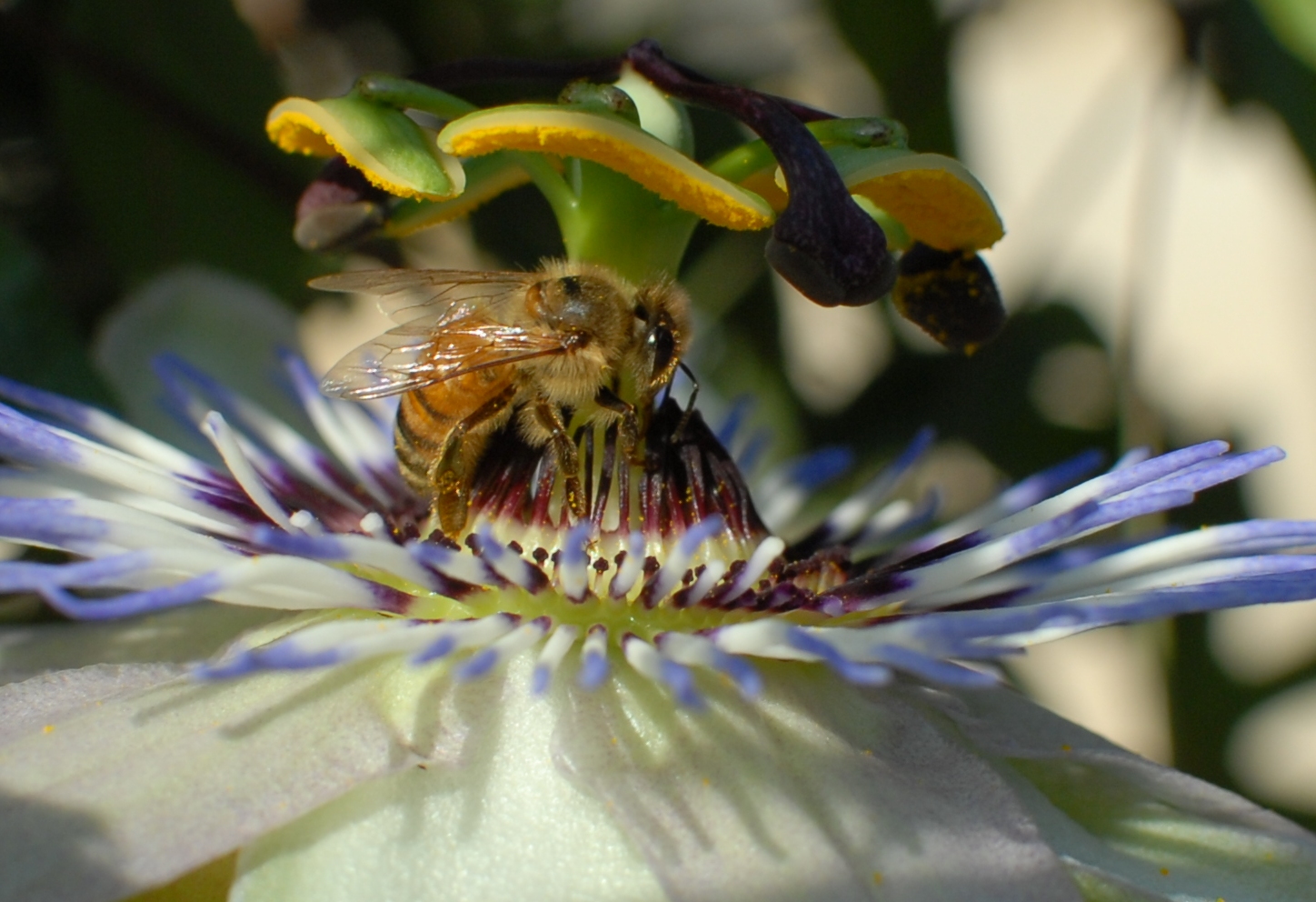 impollinazione...