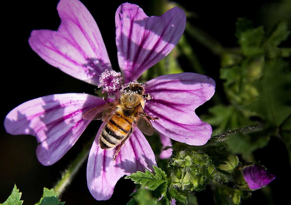 Impollinazione, ovvero...................