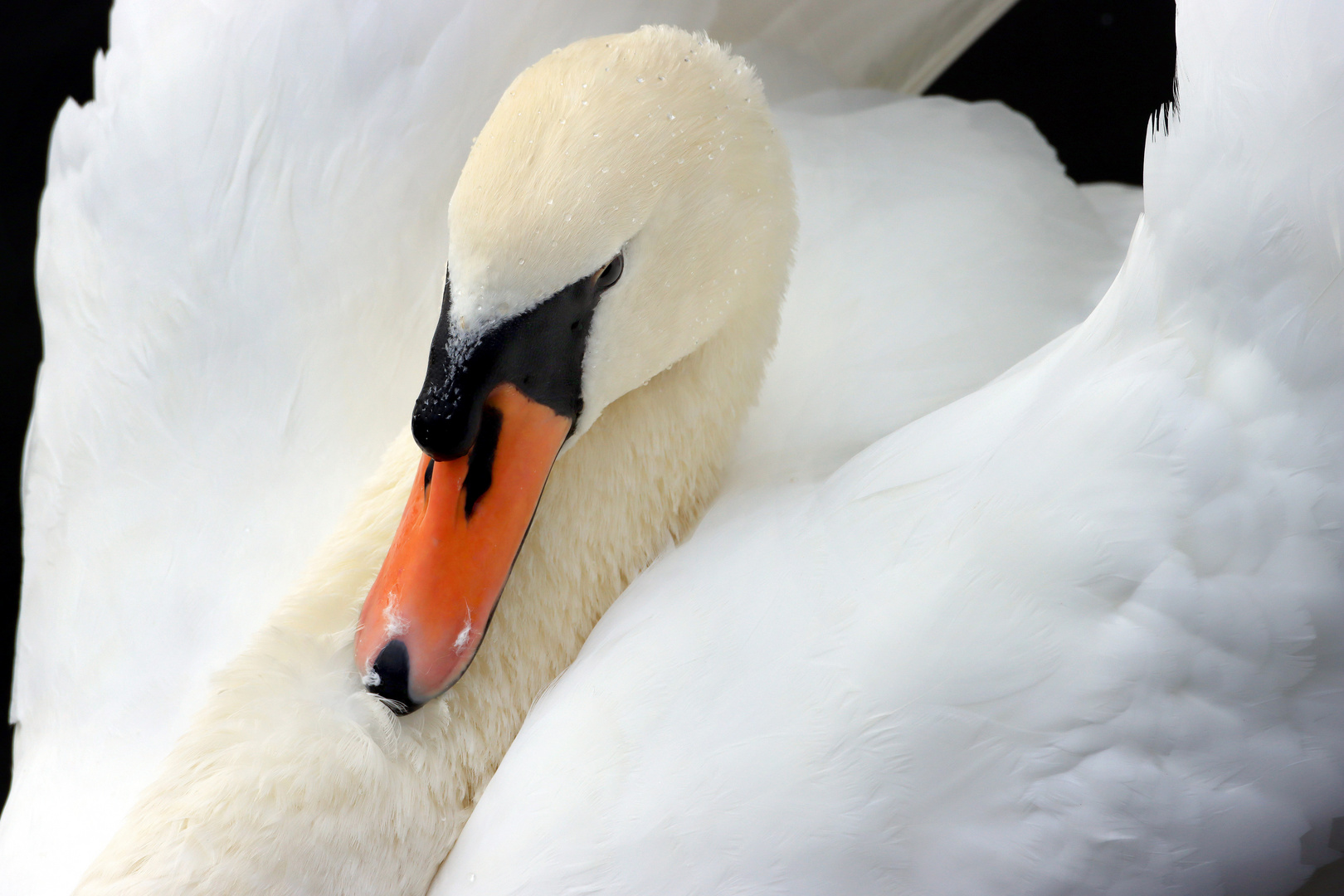  Imponierender Höckerschwan im Porträt. Mute swan, imposing male in portrait