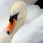  Imponierender Höckerschwan im Porträt. Mute swan, imposing male in portrait