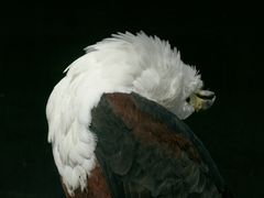 Imponiergehabe beim Schreiseeadler