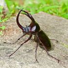 Imponiergehabe. Ein stolzer Käfer aus dem Bergregenwald von Borneo.