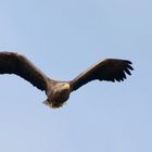 Imposant ... Seeadler (Haliaeetus albicilla)