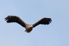 Imposant ... Seeadler (Haliaeetus albicilla)