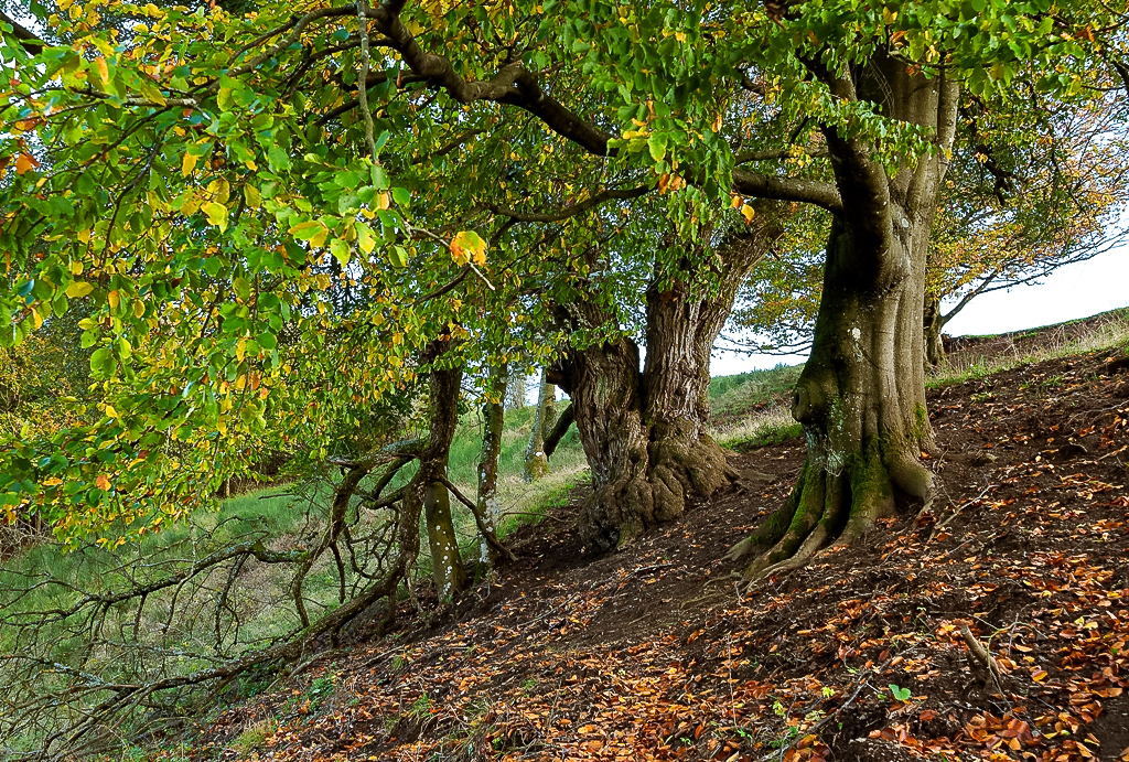 imposante Bäume am Weinfelder Maar -Herbst 